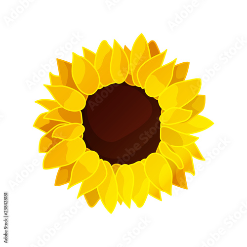 vector sunflower seed head flower