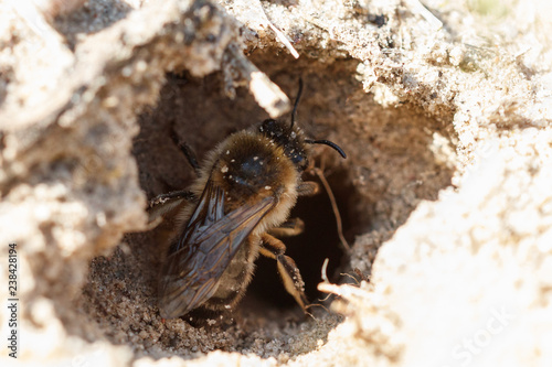 Gemeine Sandbiene © Jrg