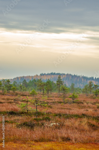 Marshland in Finland