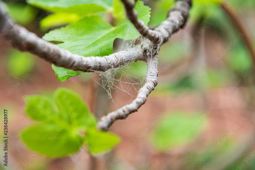 Branch detail with a web spider with dew in the mornig on a farm Branch detail with a web spider with dew in the mornig on a farm