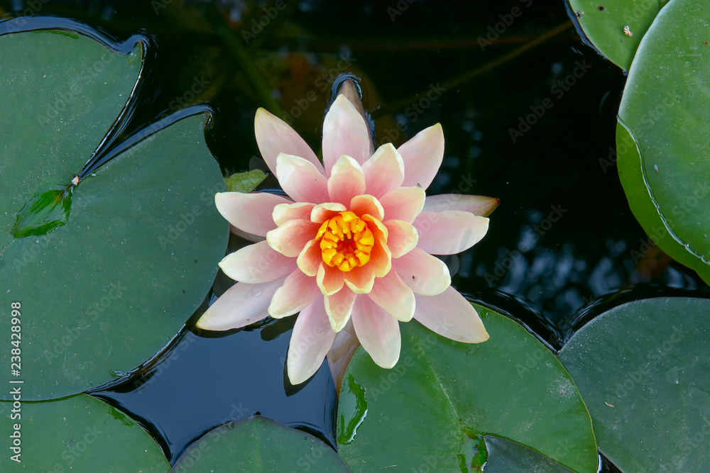 Flower water lily in a decorative lake Flower water lily in a decorative lake