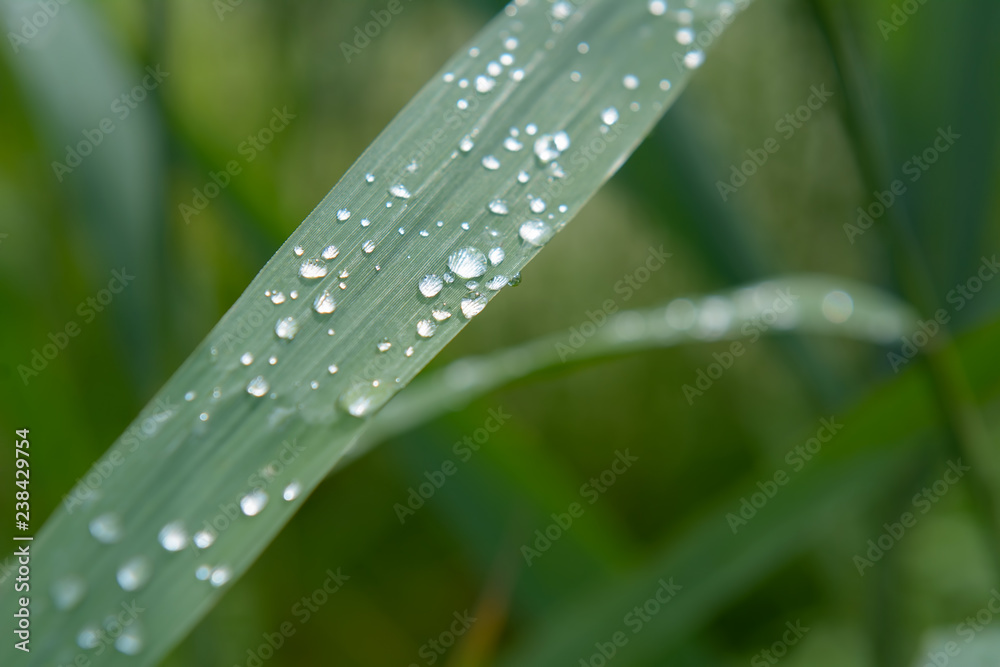 Drops of dew on a green leaf Drops of dew on a green leaf