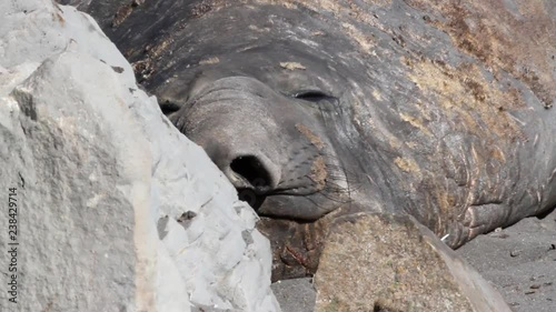 Sleepy Elephant Seal Beautiful shot of sleepy Elephant seal in Antarctica