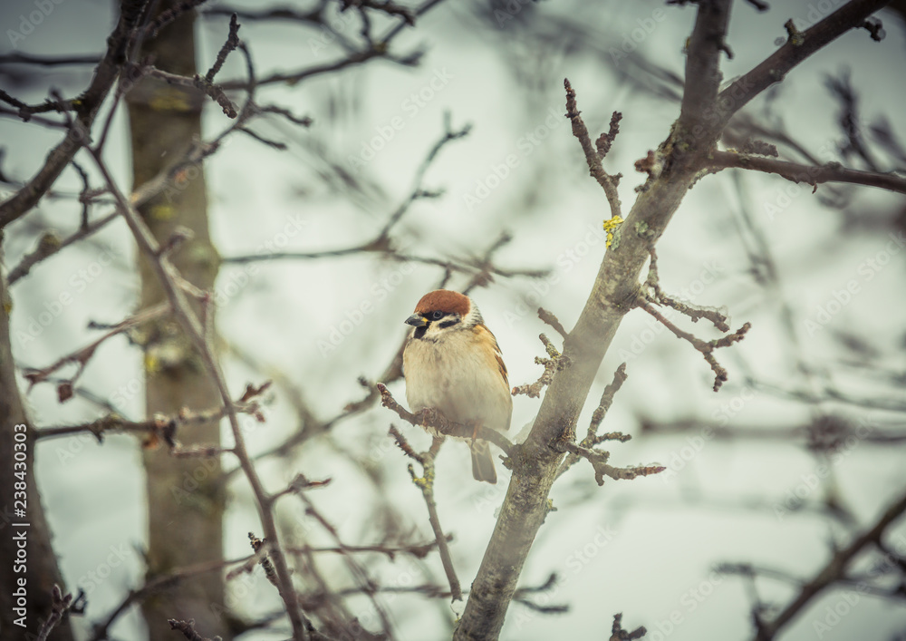 Sparrow on a tree in winter Sparrow on a tree in winter