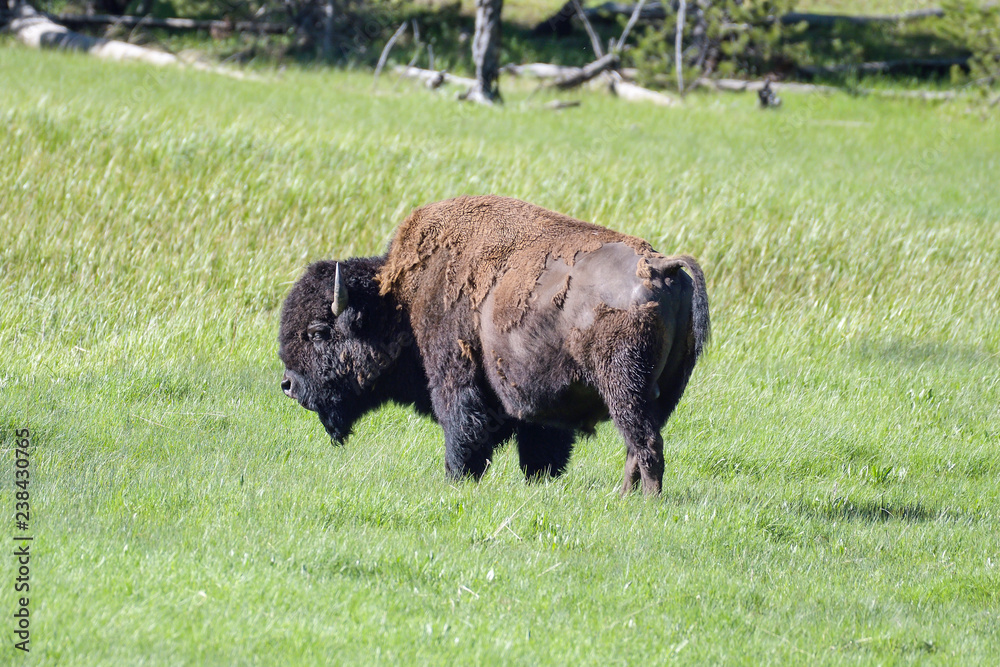 American bison standing in pasture American bison standing in pasture