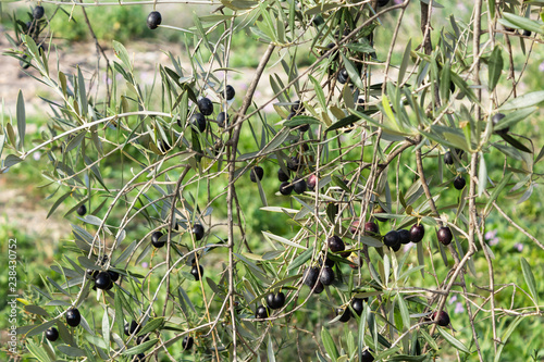 black olive on a tree © Oleksandr