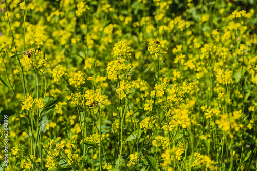 The yellow and green sinapis flowers in a garden in summer photo