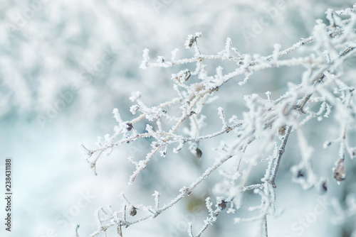 Beautiful Christmas landscape. The branches of the tree are covered with hoarfrost, snowfall, natural image, soft focus, macro.