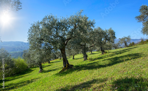 Olive trees in a row.