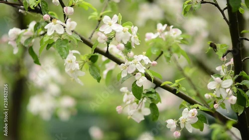 The blooming tree in spring