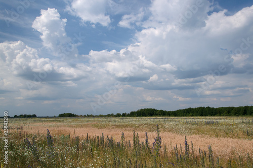 Cloudy sky over the meadow in the summer