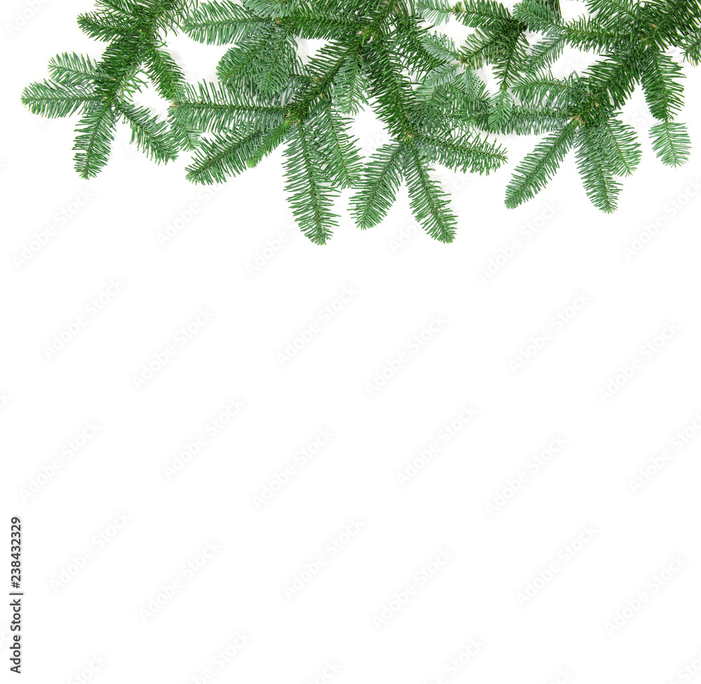 Pine tree branches isolated white background