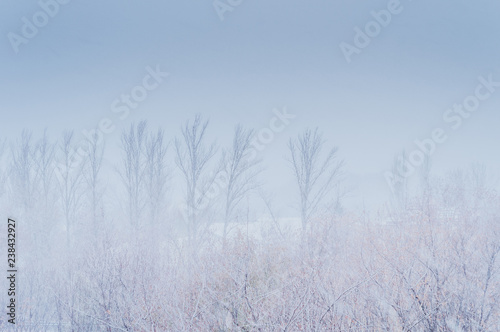 Winter landscape - snow storm  snow covered trees and black birds