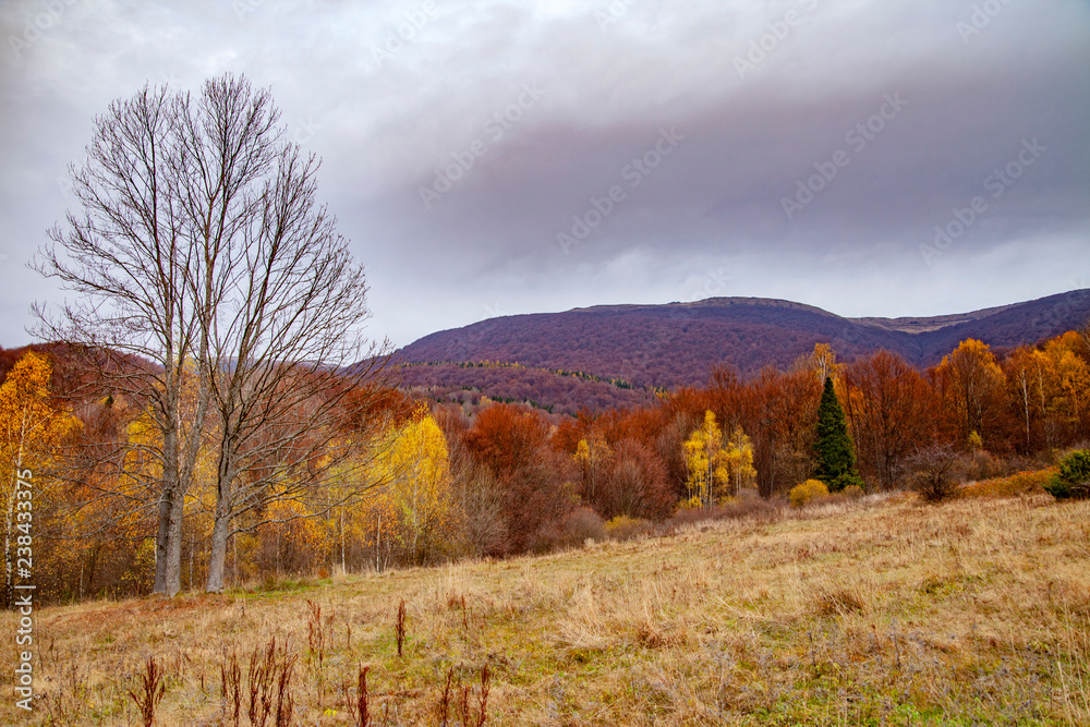 Obraz premium Landscape of autumnal peaks of the Carpathians.