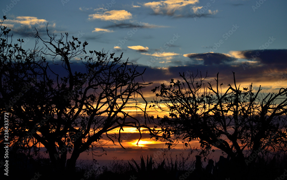 Naklejka premium Backlit trees in foreground and colorful sky in the background during the sunrise