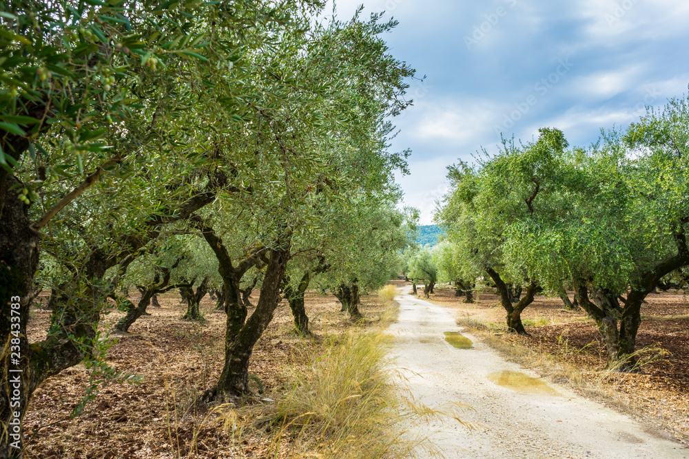 Greece, Zakynthos, Curved road betweend olive tree grove nature landscape