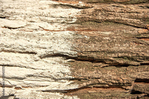 The bark of the tree is white and brown.