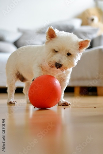 white terrie is played from a snackball photo