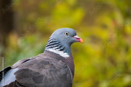 close up of wood pigeon head shoulders © tazufos