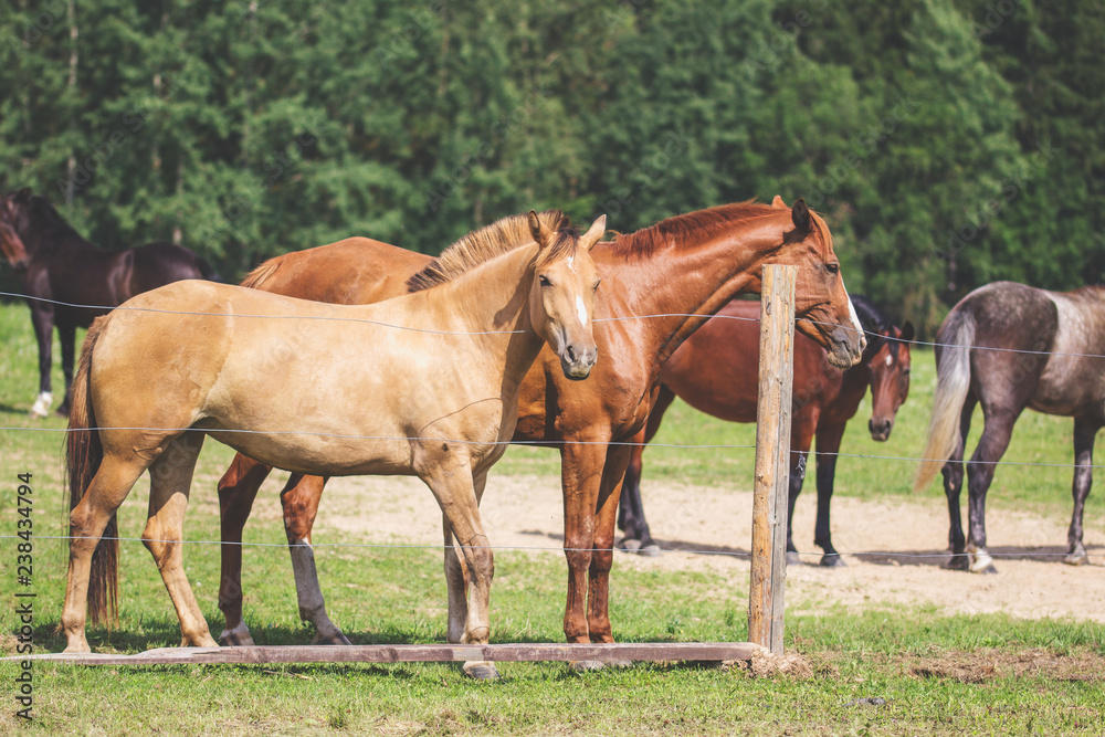 red horse on a summer meadow red horse on a summer meadow