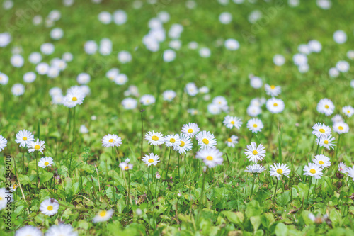 Daisy flowers. meadow close up