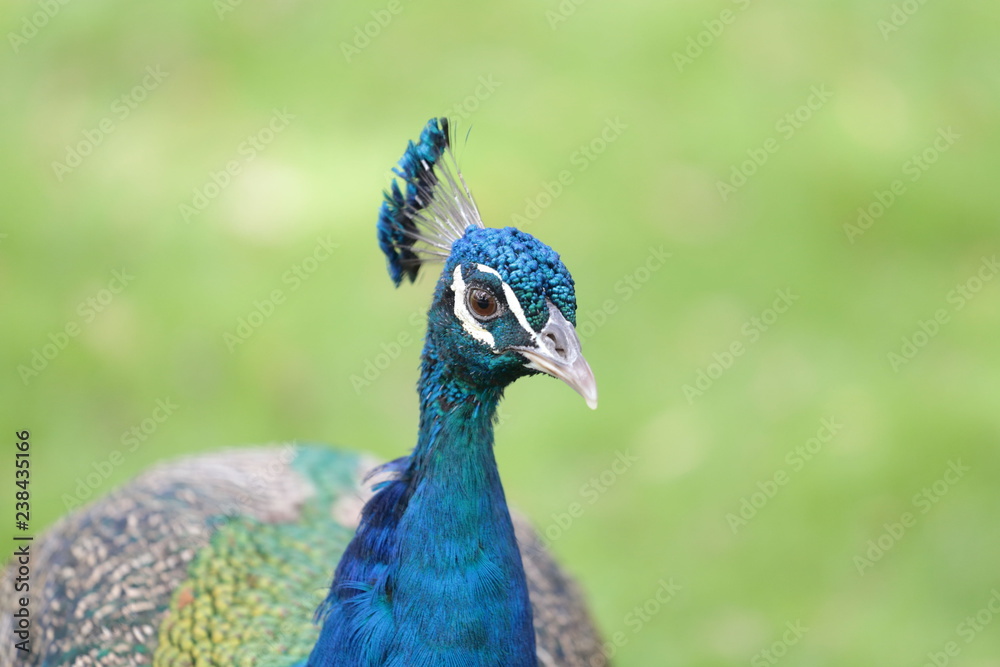 Pavorreal Pavorreal