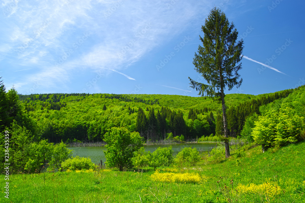 Spring lake and forest landscape