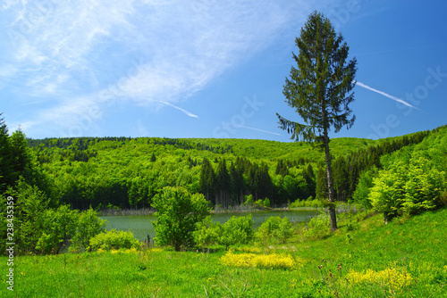 Spring lake and forest landscape