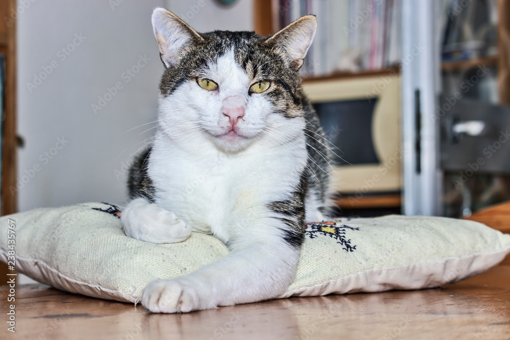 Domestic Cat lying on a pillow Domestic Cat lying on a pillow