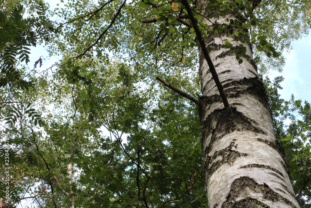 Fototapeta premium tree in the forest