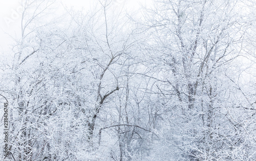 Snow covered trees in a forest © alexmu