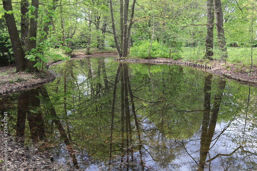 trees in a forest with reflection on a pond trees in a forest with reflection on a pond