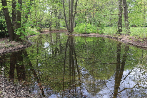 trees in a forest with reflection on a pond