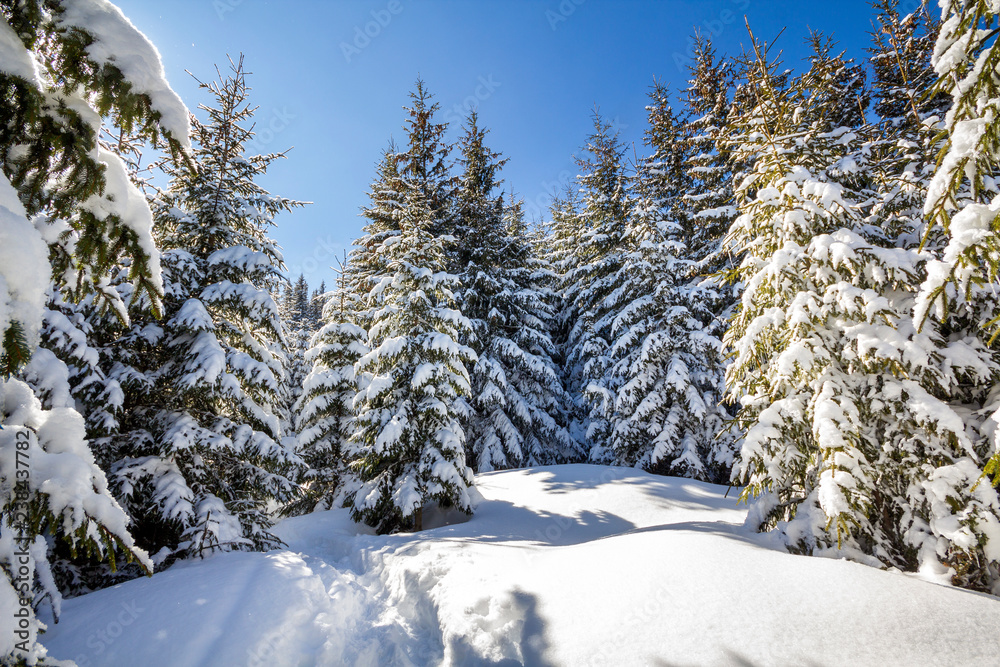 Beautiful winter landscape. Tall fir-trees covered with deep snow and frost lit by bright sun rays on clear blue sky background. Happy New Year and merry Christmas greeting card.