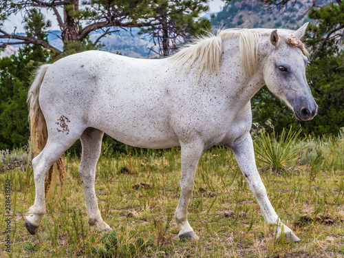 Wild Horse