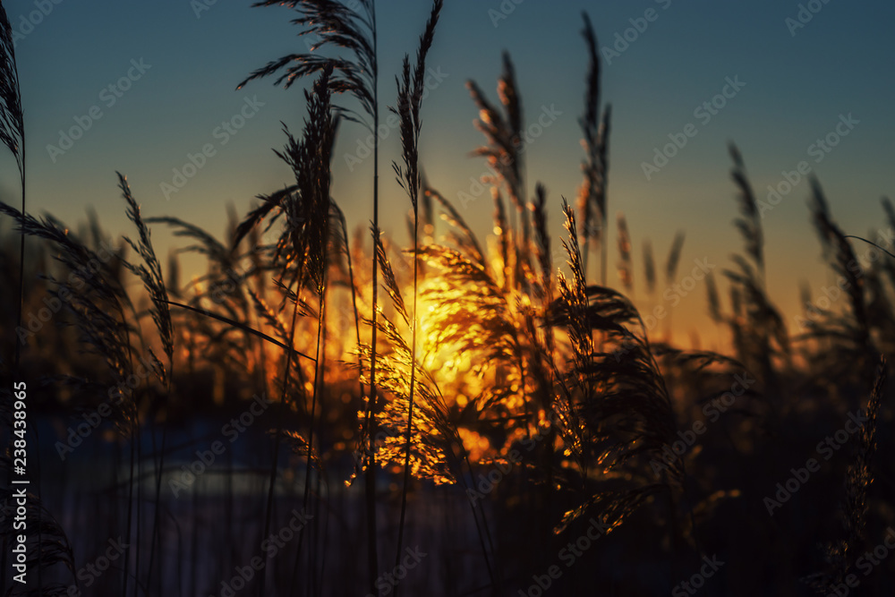 bulrush silhouette against sunlight bulrush silhouette against sunlight