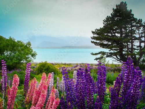 Colorful lupine plants on a field near the water