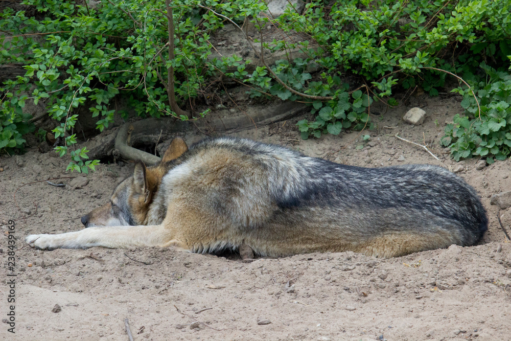 Naklejka premium Szary wilk odpoczywa