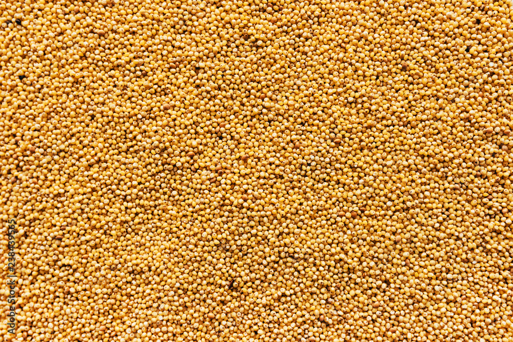 Proso millet seed top view Proso millet seed top view