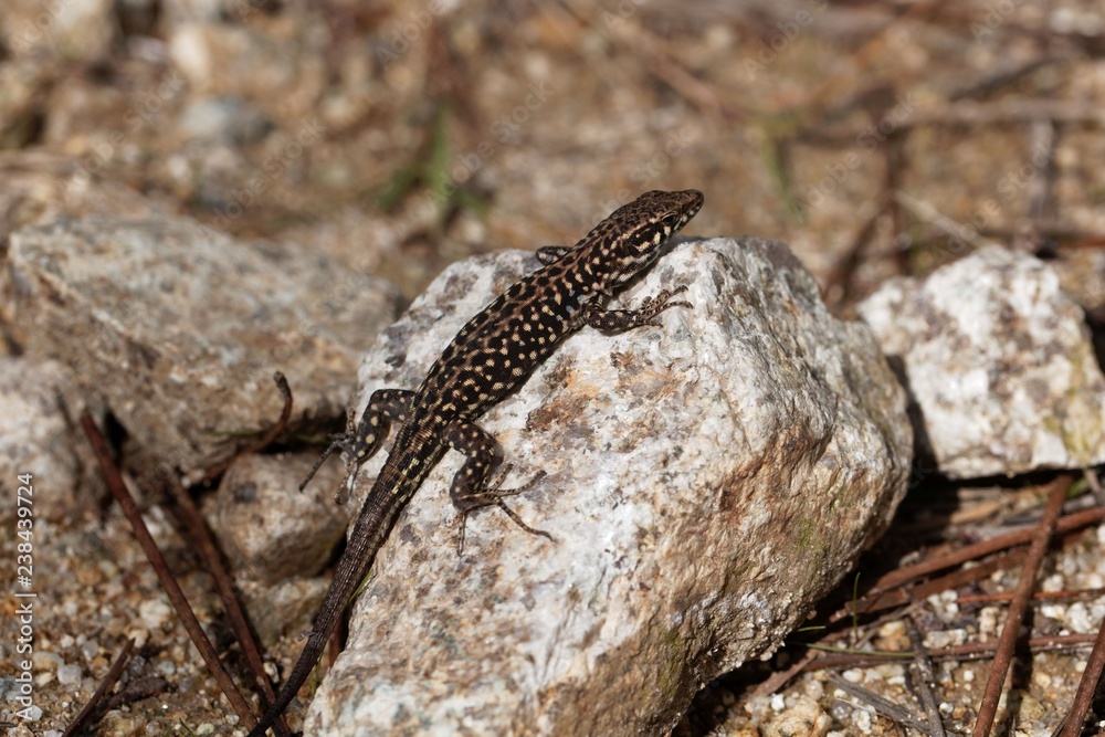 Tyrrhenian wall lizard (Podarcis tiliguerta)