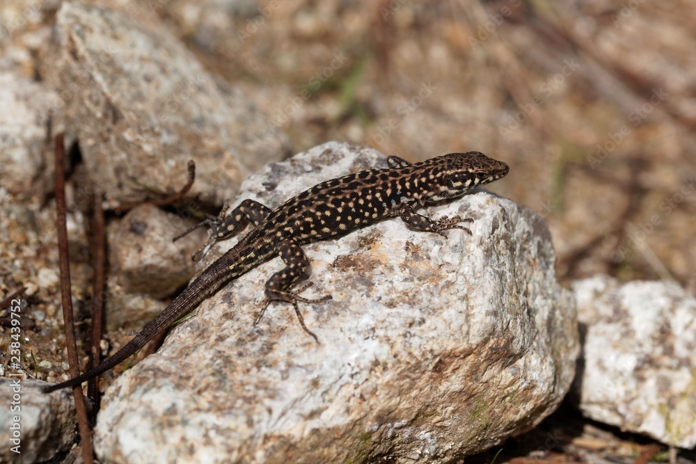 Tyrrhenian wall lizard (Podarcis tiliguerta) Tyrrhenian wall lizard (Podarcis tiliguerta)