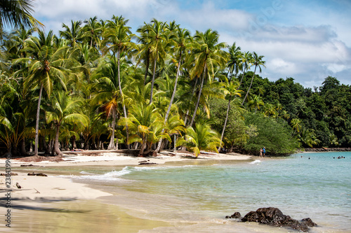 Palm Tree and Beach