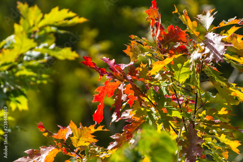 Herbstlaub junger Bäume