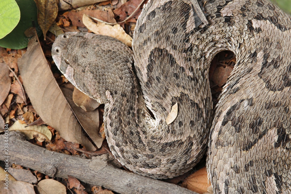 Fototapeta premium Puff adder (Bitis arietans)