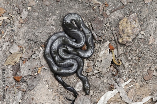 African house snake (Lamprophis fuliginosus)