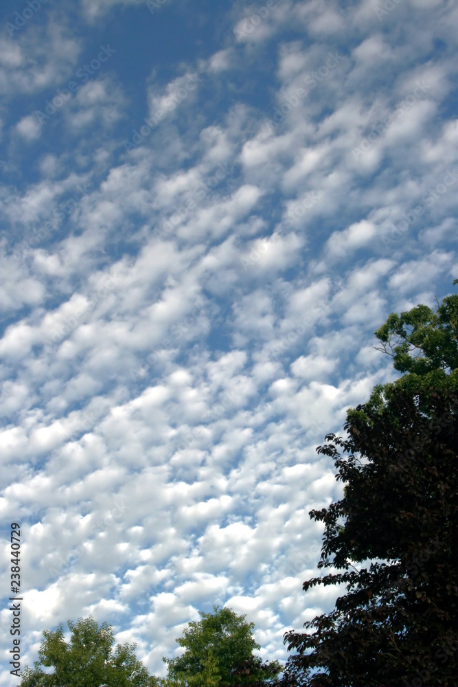 Obraz premium tree and blue sky