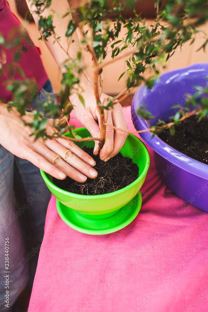 A woman plants a houseplant in a pot. A woman plants a houseplant in a pot.
