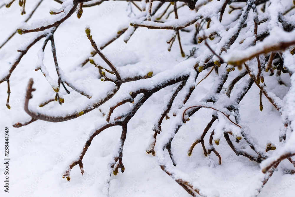Winter forest. Snow on the branches of trees. Winter forest. Snow on the branches of trees.