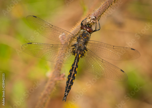 Spiny Baskettail Dragonfly