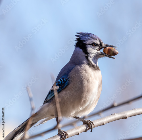 A Blue Jay with an acorn.